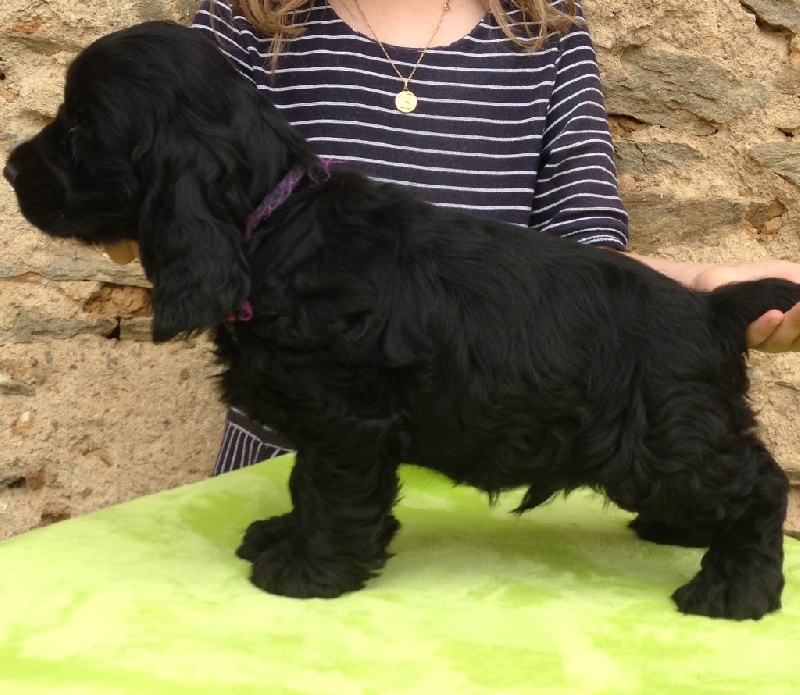 Chiot Cocker Spaniel Anglais Du Clos De Vitalie