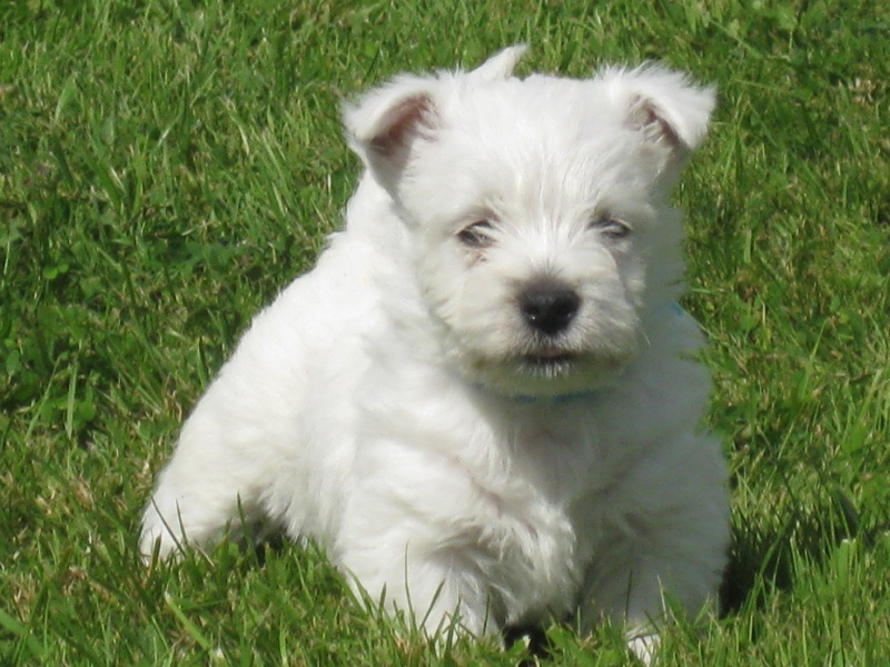 Du Clos De Vitalie - West Highland White Terrier - Portée née le 04/04/2014