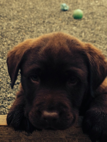 Du Clos De Vitalie - Chiots disponibles - Labrador Retriever