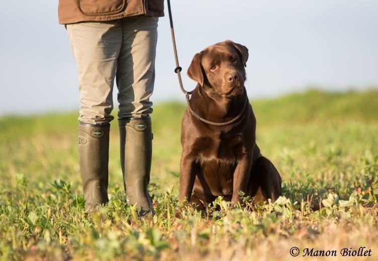 Du Clos De Vitalie - Labrador Retriever - Portée née le 20/12/2015